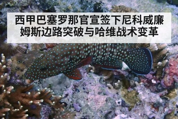 西甲巴塞罗那官宣签下尼科威廉姆斯边路突破与哈维战术变革