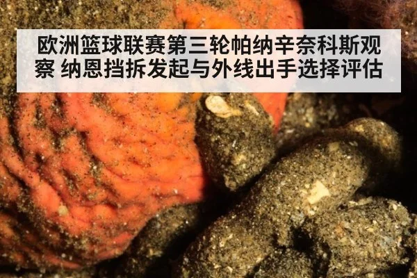 欧洲篮球联赛第三轮帕纳辛奈科斯观察 纳恩挡拆发起与外线出手选择评估